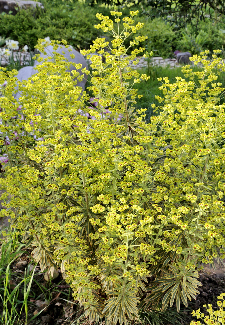 Image of genus Euphorbia specimen.