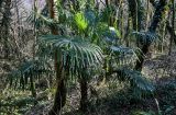 View full-size image Trachycarpus fortunei