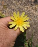 Смотреть изображение Tragopogon albinervis