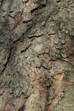 View full-size image Aesculus hippocastanum