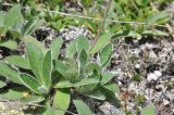 View full-size image Pilosella officinarum