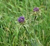 View full-size image Silybum marianum