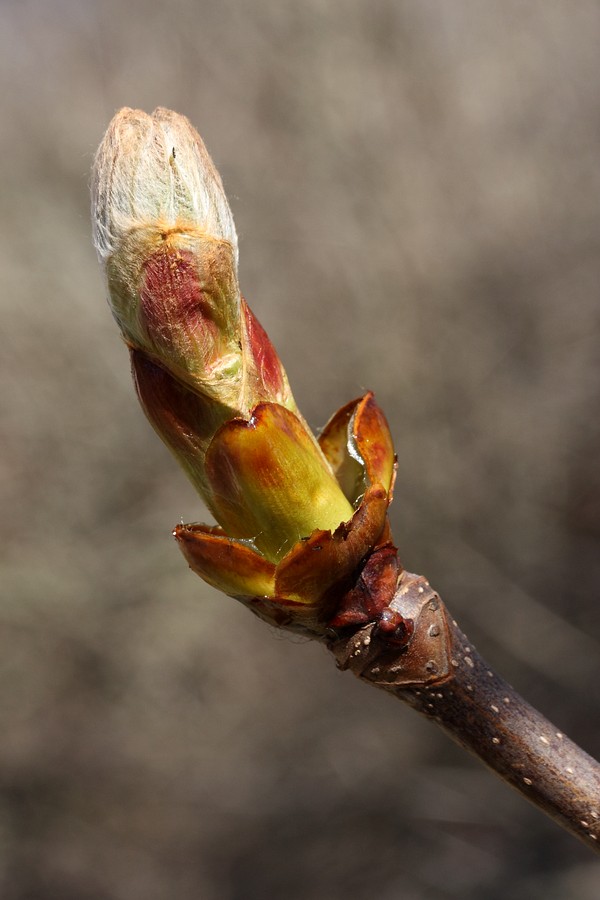 Image of Aesculus hippocastanum specimen.