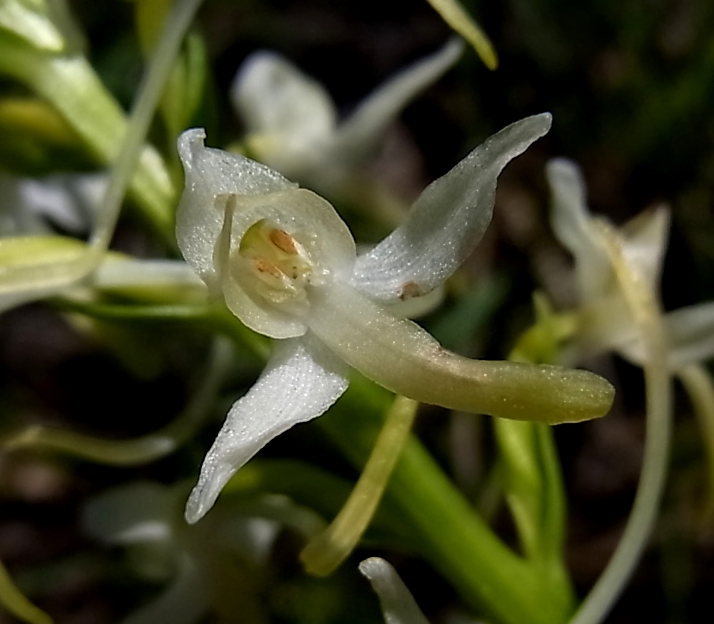 Image of Platanthera bifolia specimen.