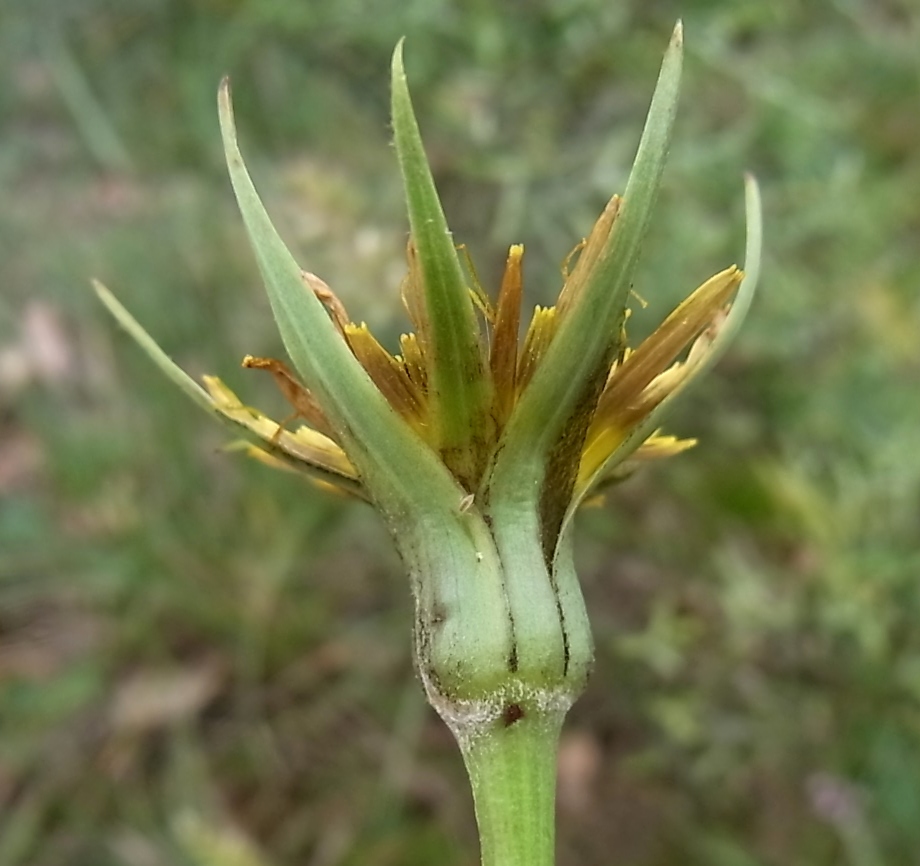 Изображение особи Tragopogon crocifolius.