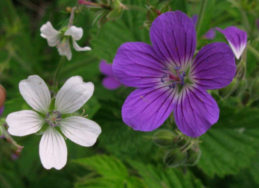 Изображение особи род Geranium.