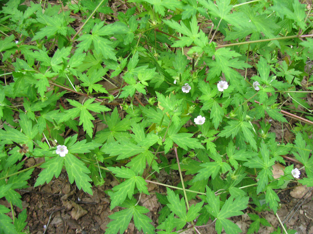 Image of Geranium sibiricum specimen.