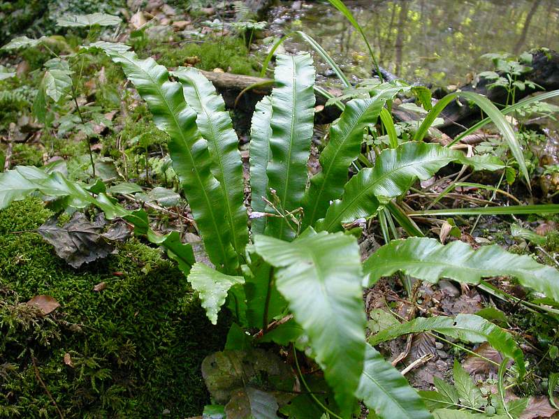 Image of Phyllitis scolopendrium specimen.