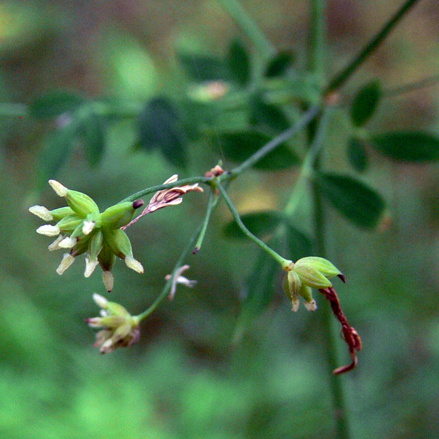 Image of Thalictrum minus specimen.