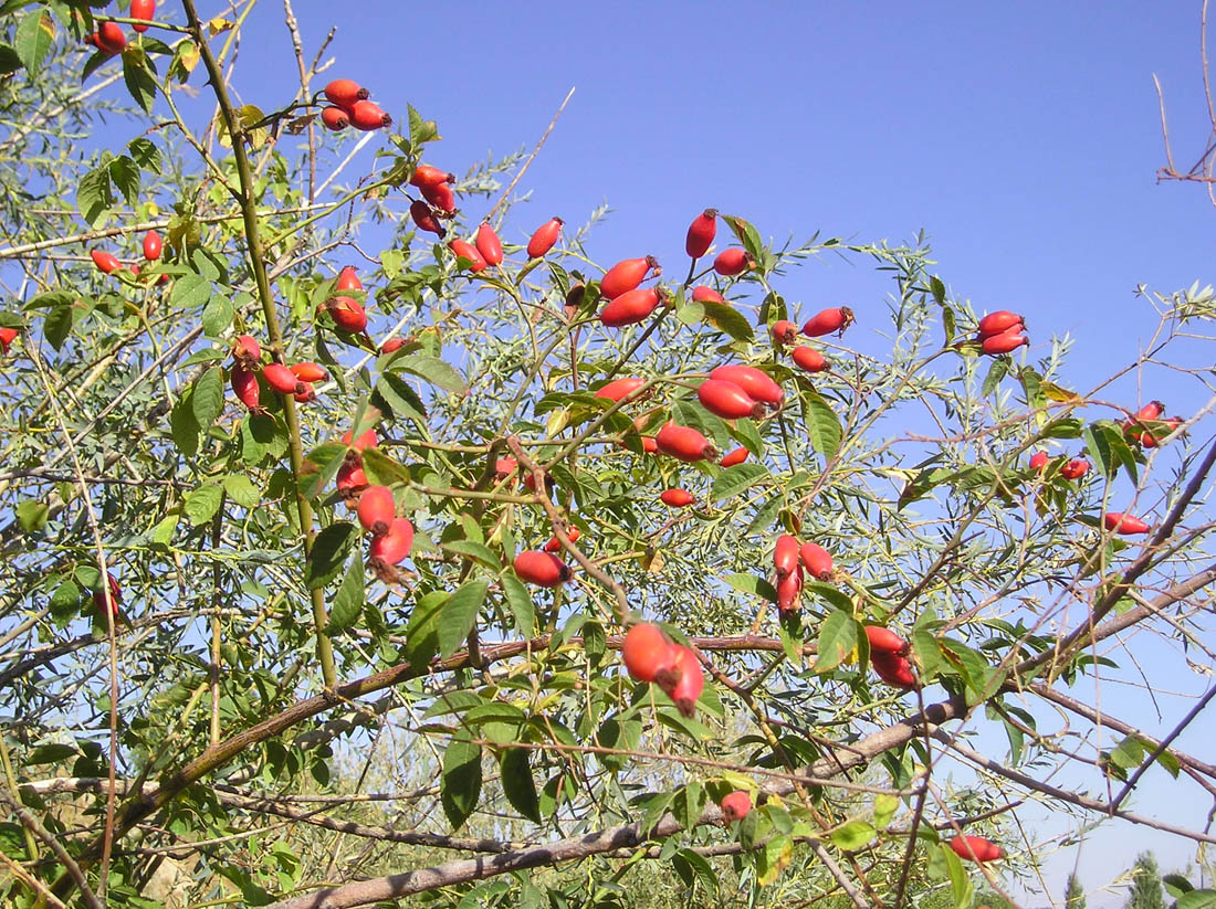 Image of Rosa canina specimen.