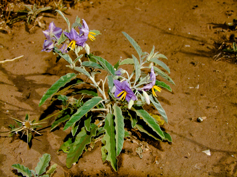 Изображение особи Solanum elaeagnifolium.