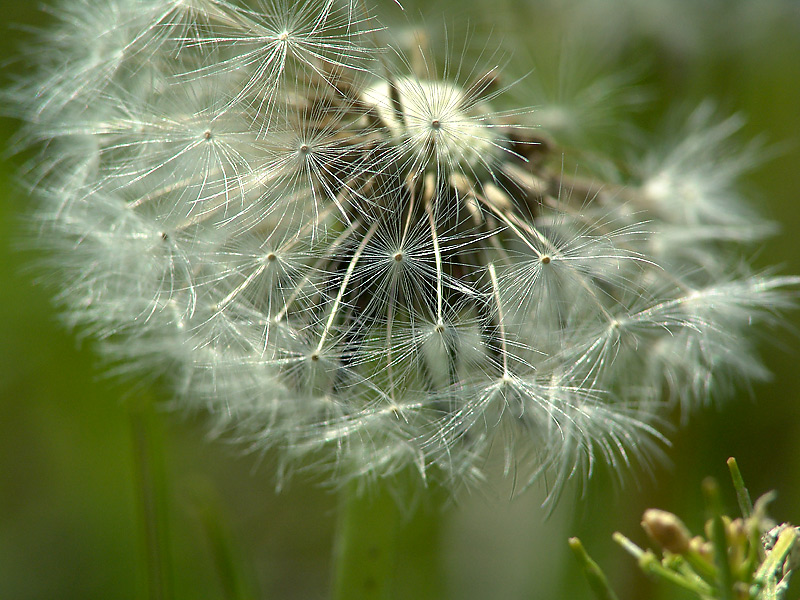 Image of Taraxacum officinale specimen.