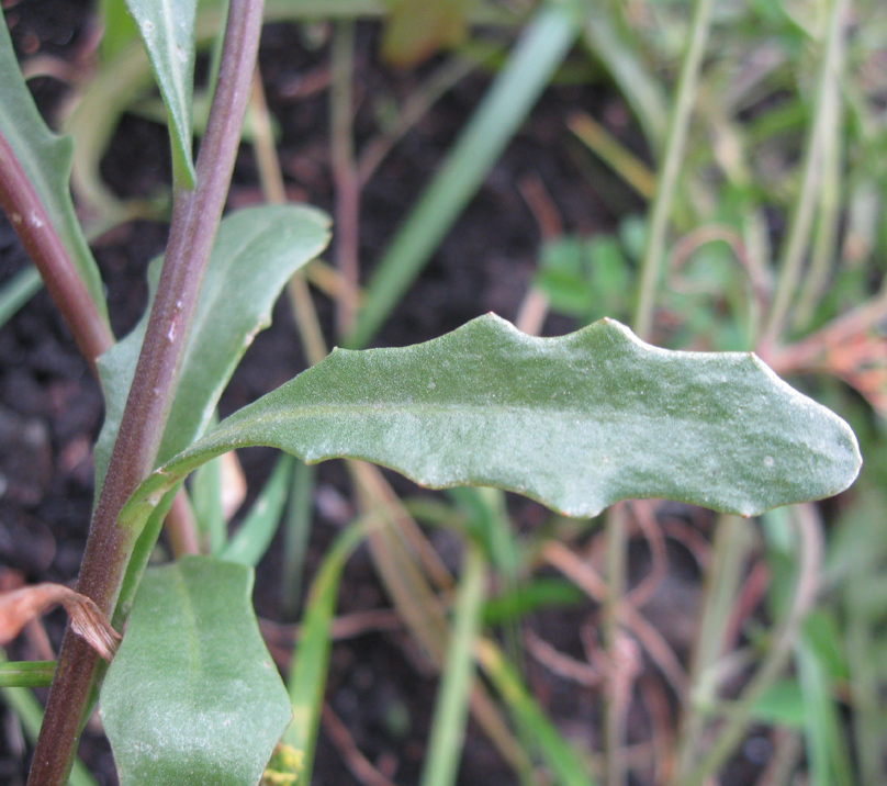 Image of Dimorphotheca hybrida specimen.