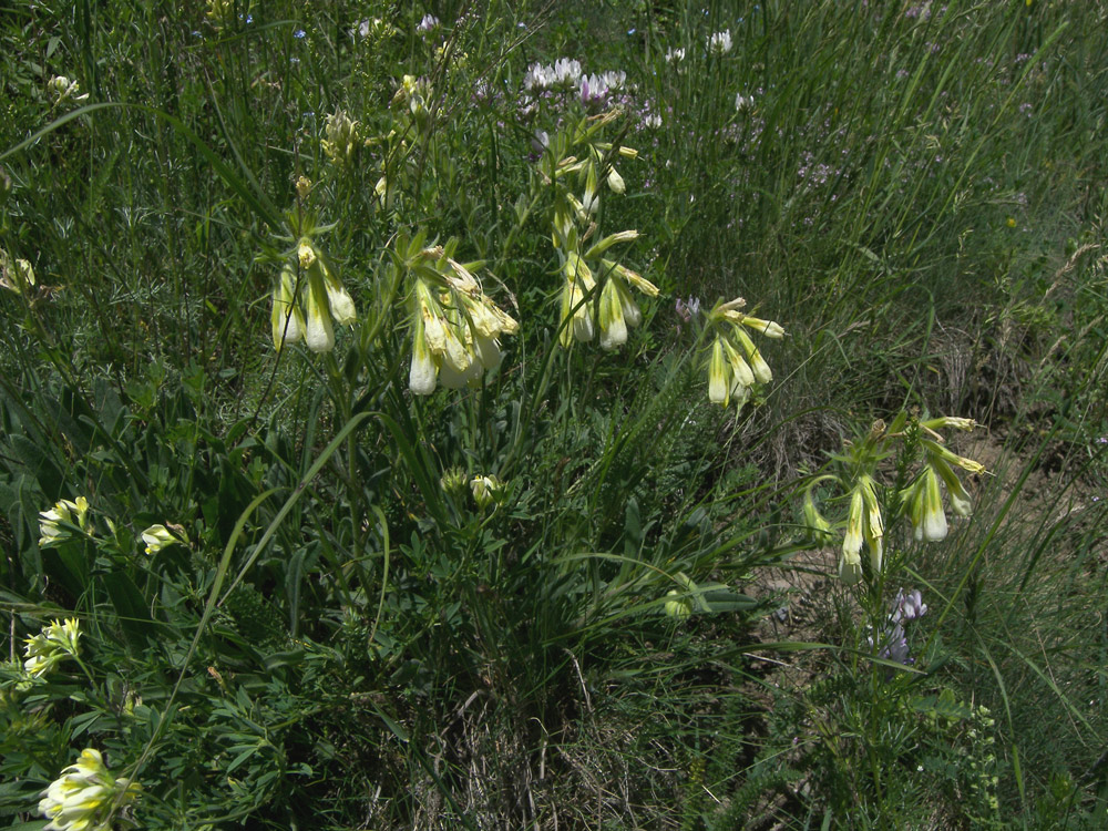 Изображение особи Onosma caucasica.