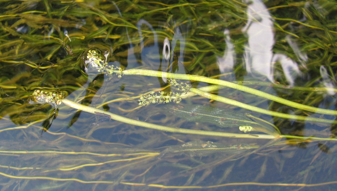 Image of Potamogeton gramineus specimen.