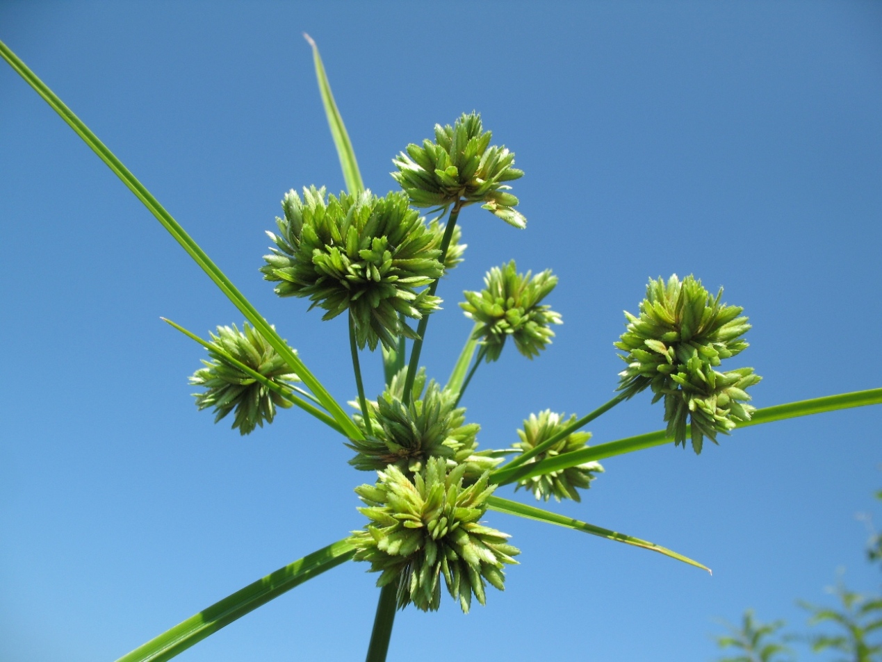 Image of Cyperus eragrostis specimen.