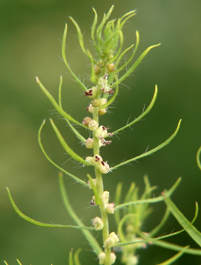 Image of Bassia scoparia f. trichophylla specimen.