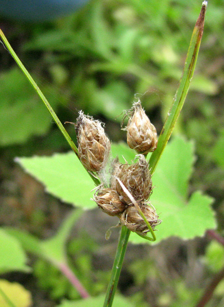 Image of genus Bolboschoenus specimen.