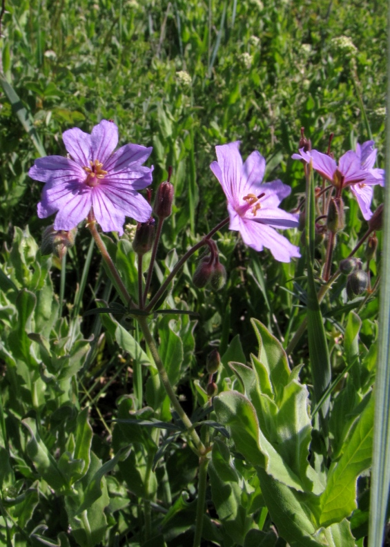 Изображение особи Geranium transversale.