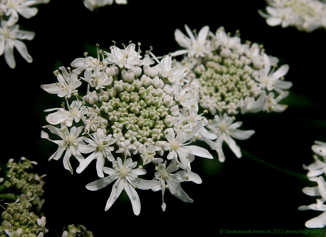 Image of Heracleum sosnowskyi specimen.