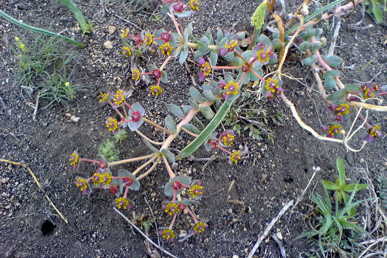 Изображение особи Euphorbia marschalliana.