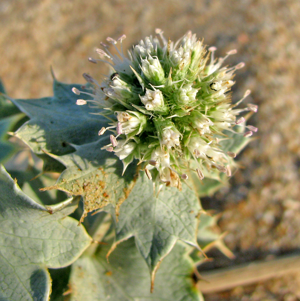 Image of Eryngium maritimum specimen.