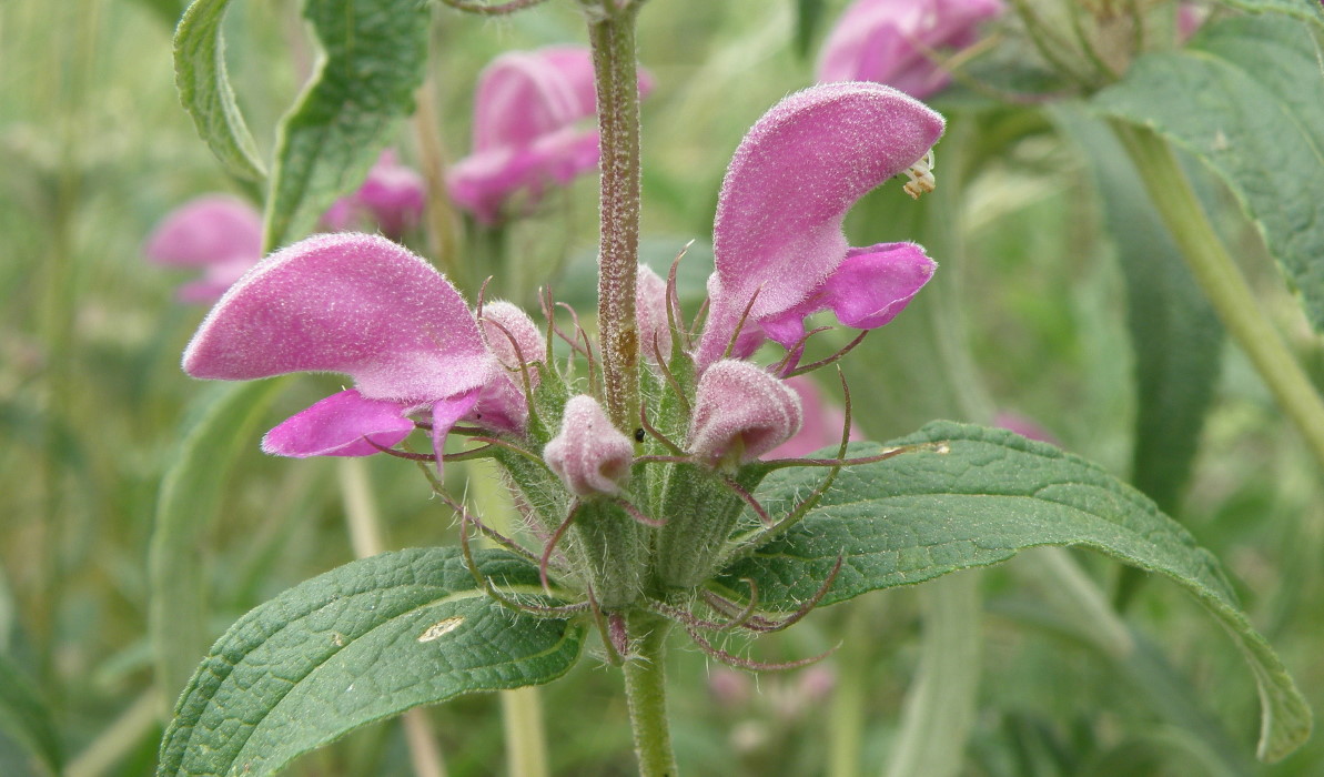 Изображение особи Phlomis pungens.