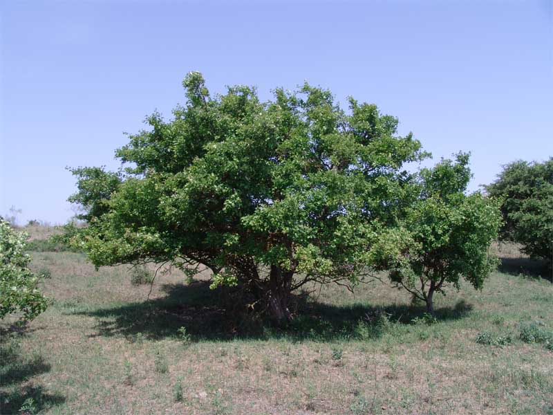 Image of Crataegus songarica specimen.