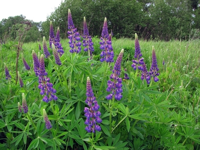 Изображение особи Lupinus &times; regalis.