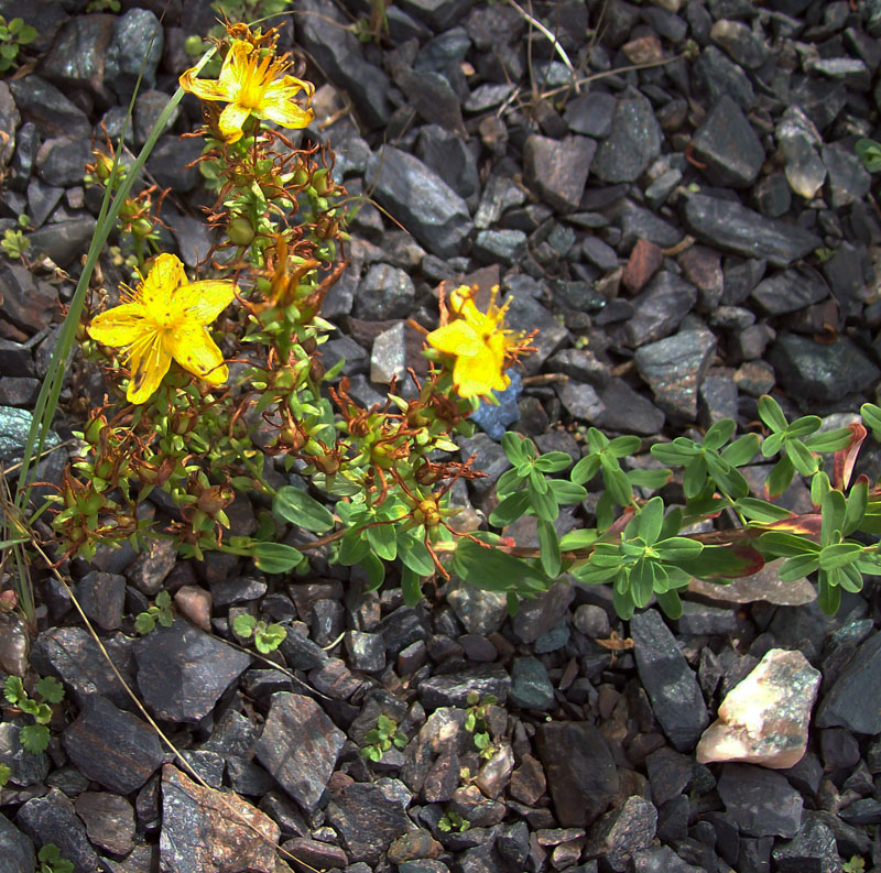 Image of Hypericum perforatum specimen.