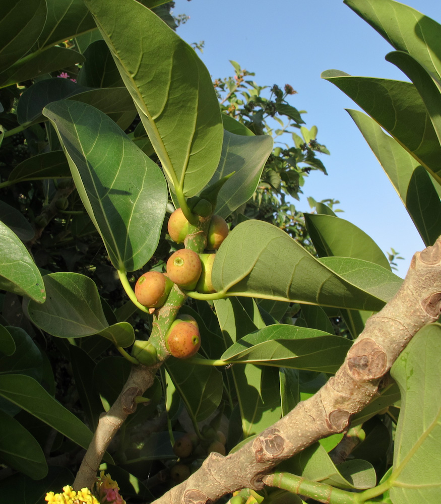 Изображение особи Ficus benghalensis.