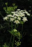 Chaerophyllum bulbosum. Соцветия. Крым, Белогорский р-н, с. Земляничное. 23 июня 2012 г.