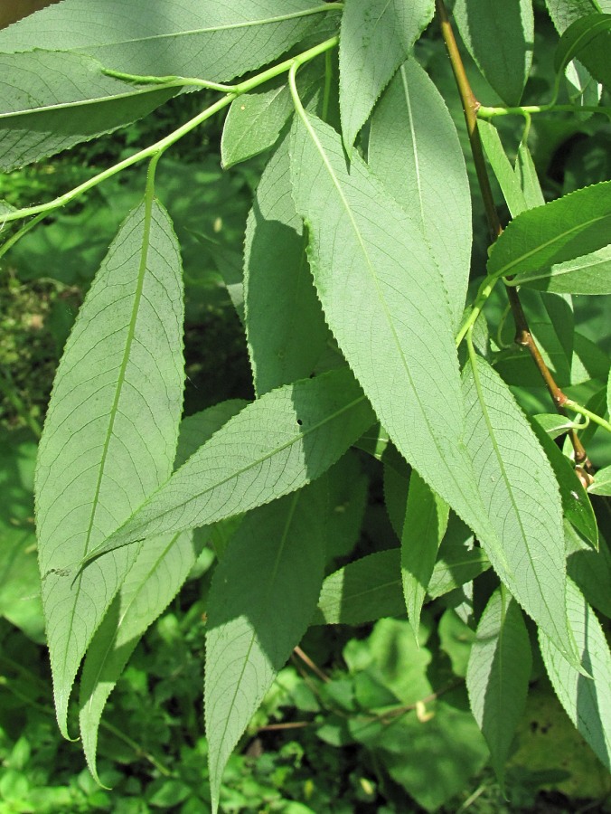 Image of Salix &times; lispoclados specimen.