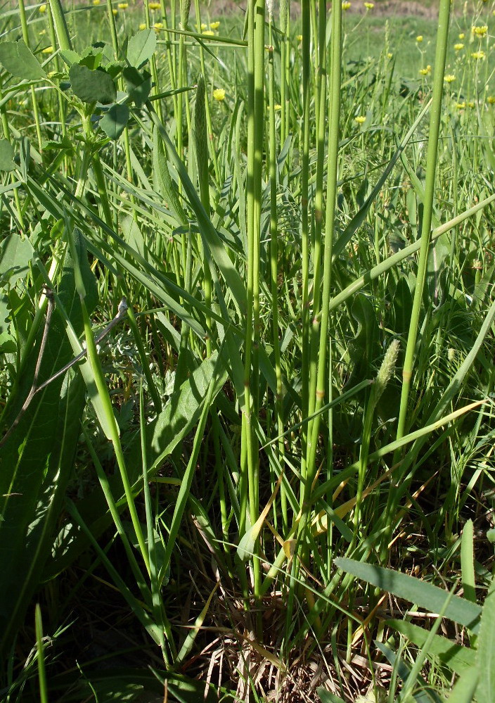 Image of Alopecurus arundinaceus specimen.