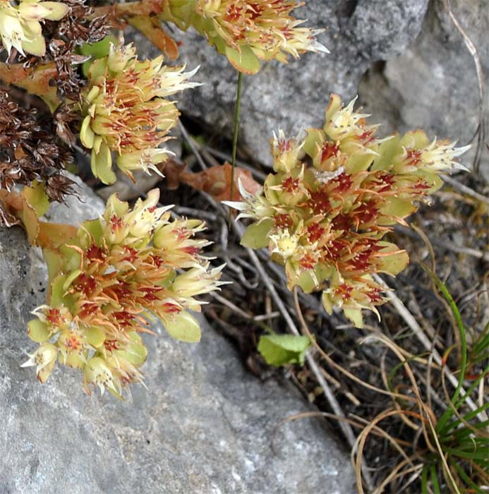 Изображение особи Sedum involucratum.