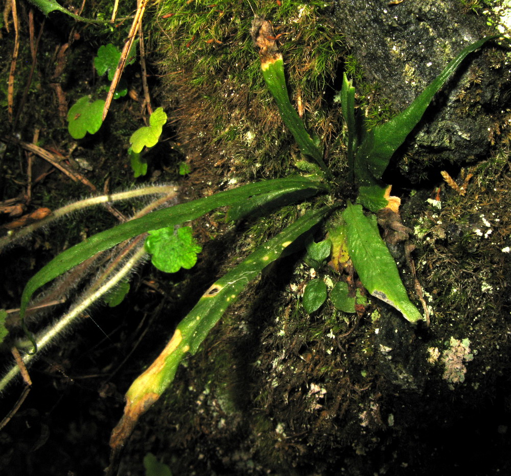 Image of Camptosorus sibiricus specimen.