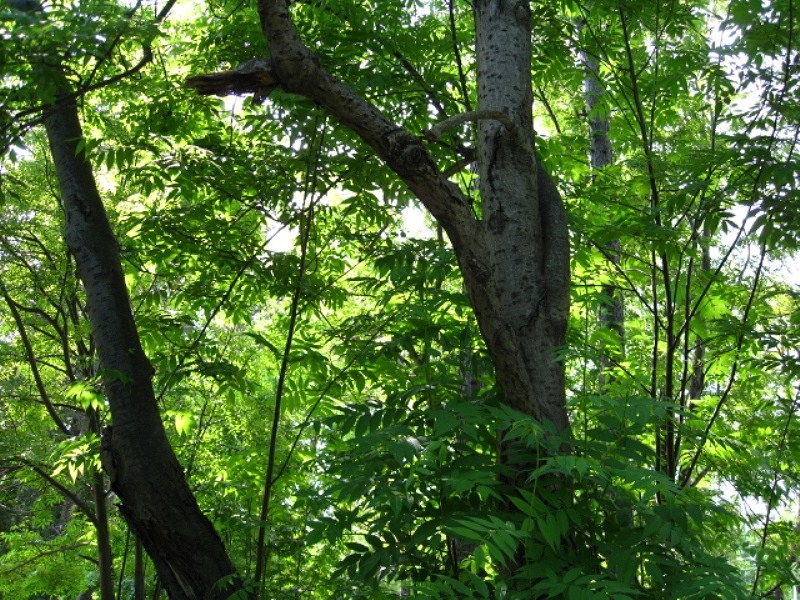 Image of Sorbus commixta specimen.