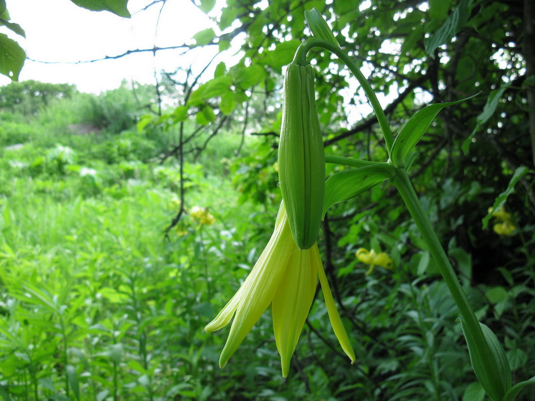 Image of Lilium kesselringianum specimen.