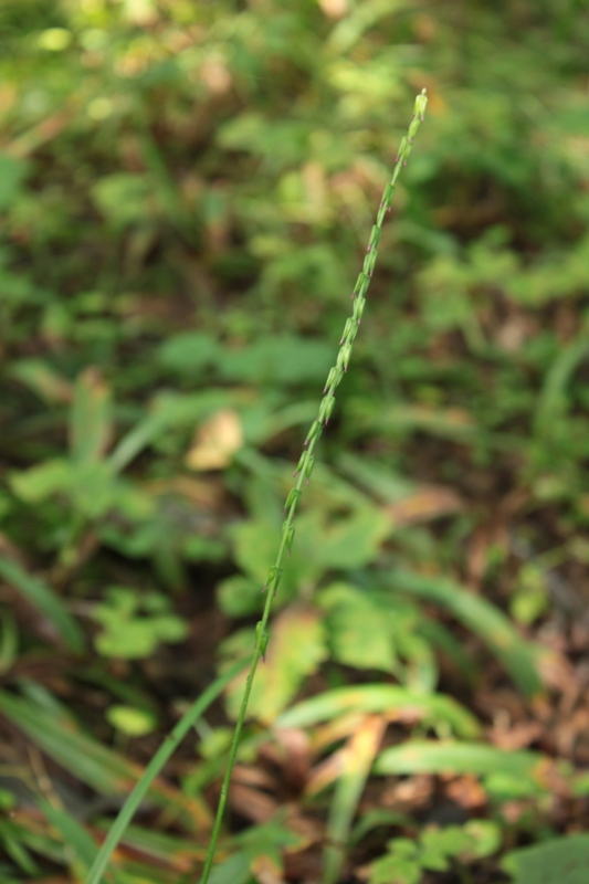 Image of Phryma asiatica specimen.