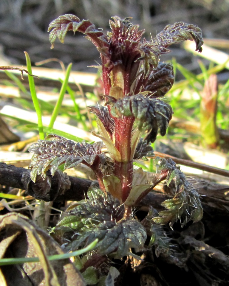 Image of Urtica dioica specimen.