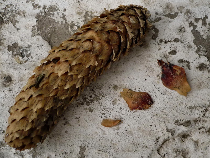 Image of Picea pungens f. glauca specimen.