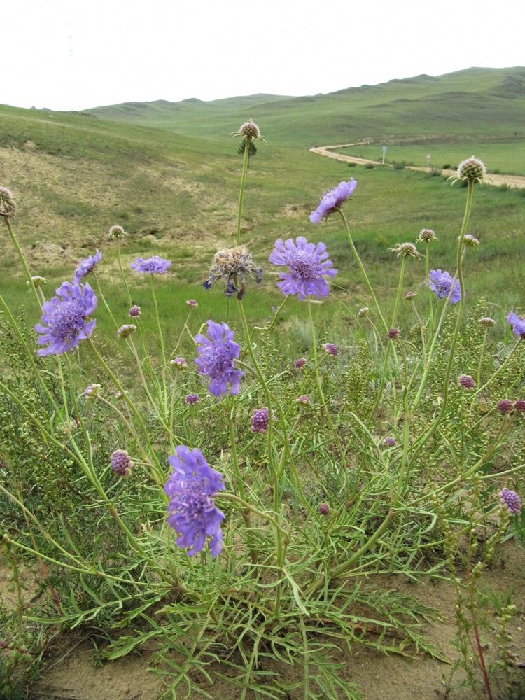 Изображение особи Scabiosa comosa.