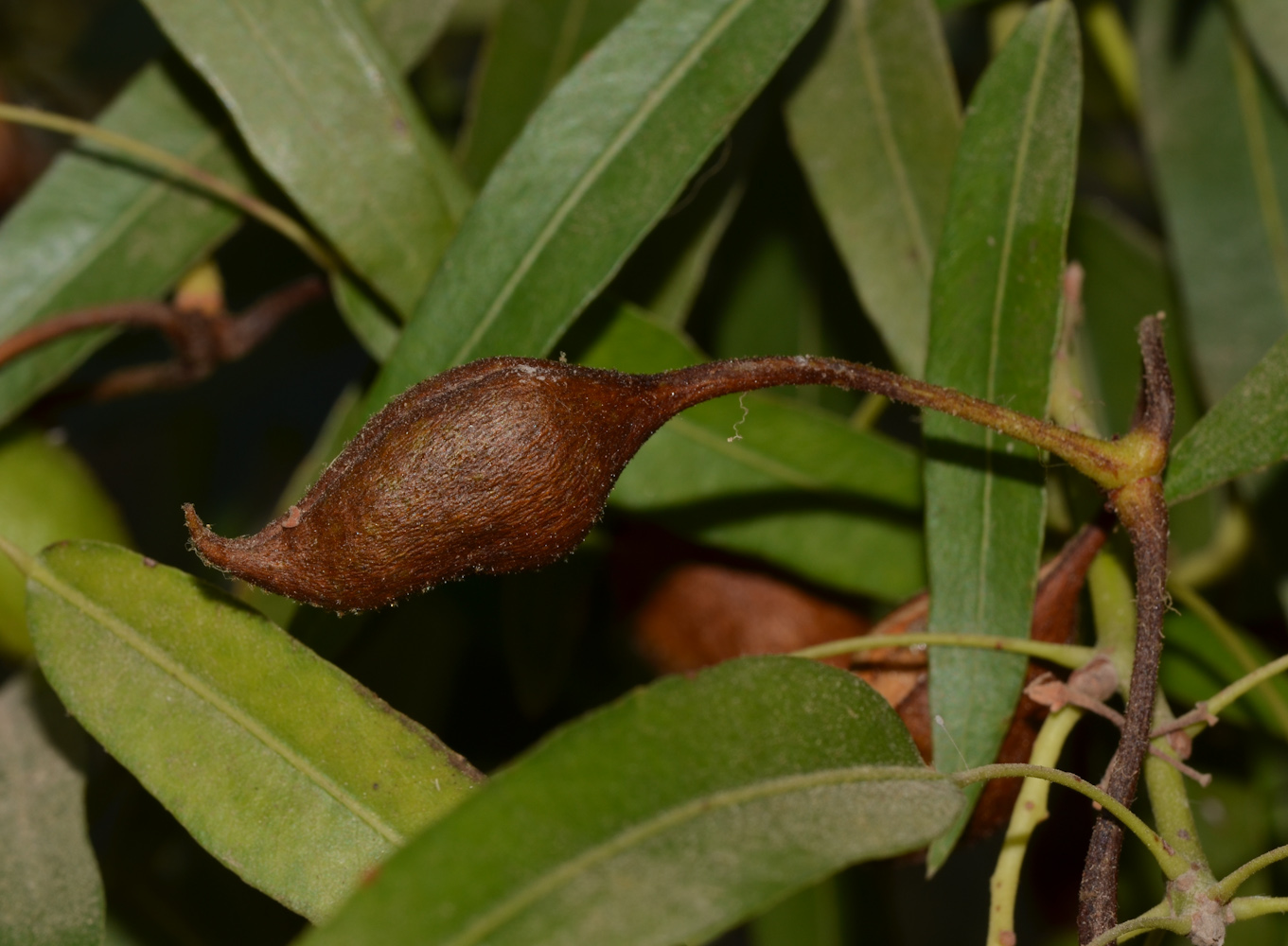 Image of Brachychiton rupestris specimen.