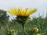 Inula helenium. Соцветие. Украина, г. Запорожье, пос. Солнечный, в зарослях тростника, возле воды. 28.06.2010.