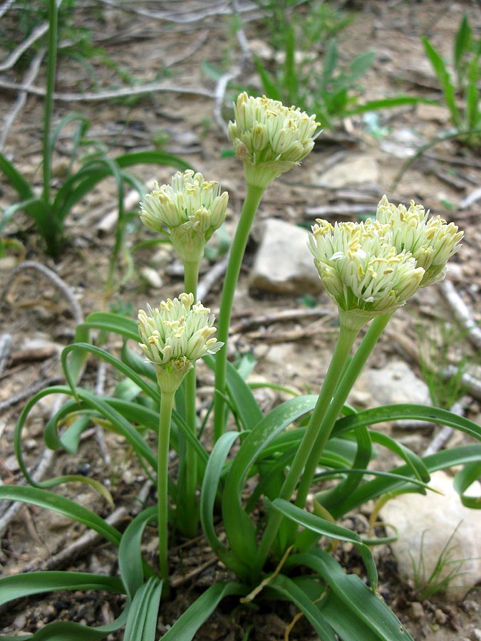 Изображение особи Allium israeliticum.