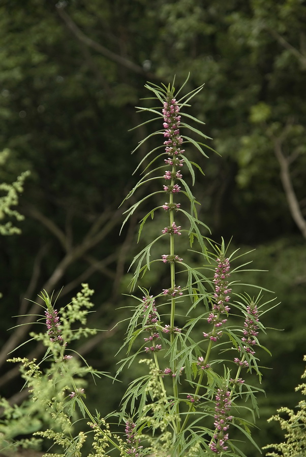 Изображение особи Leonurus japonicus.