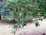 Смотреть изображение Lauro-cerasus officinalis