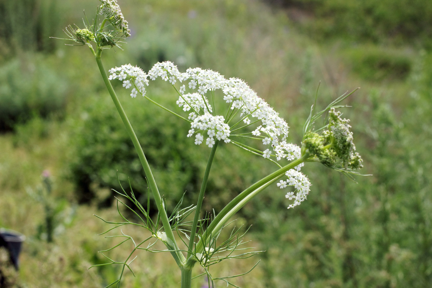 Image of Oedibasis chaerophylloides specimen.