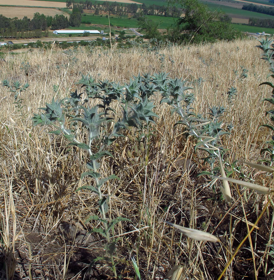 Image of Carthamus glaucus specimen.