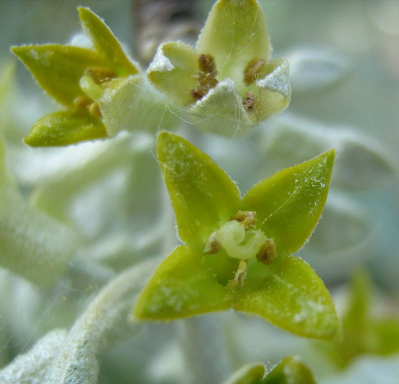 Image of Elaeagnus angustifolia specimen.